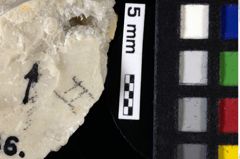 Foto (Detailansicht) von Decapoda indet. (NHMW-GEO-1990-0041-0136)